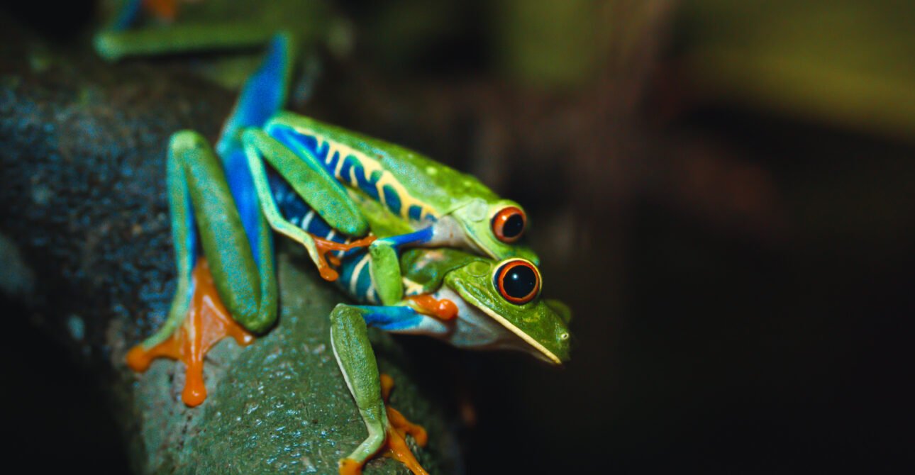 Prueba Costa Rica