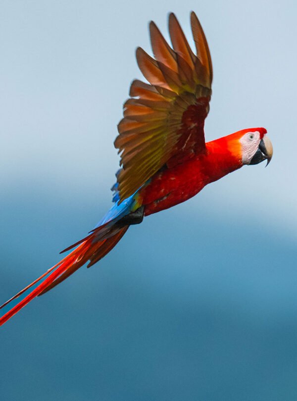 birdwatching-costa-rica