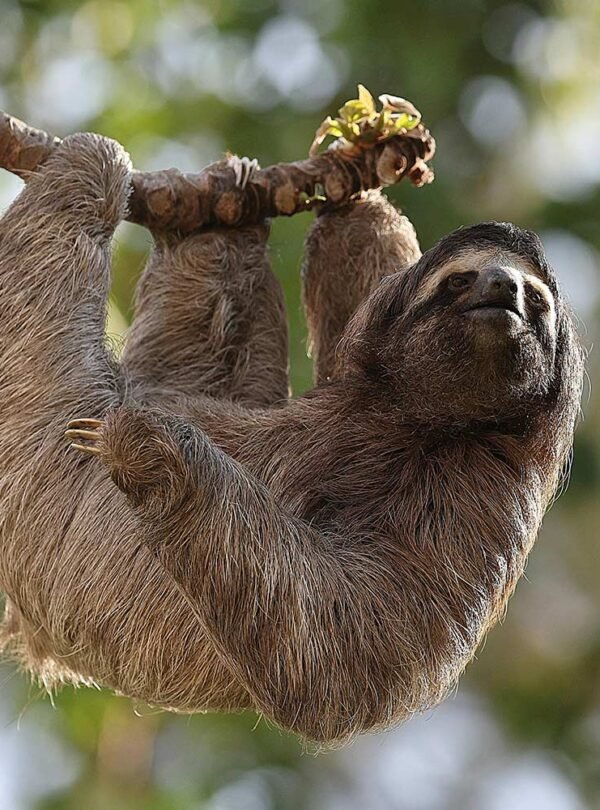 mammals-of-costa-rica