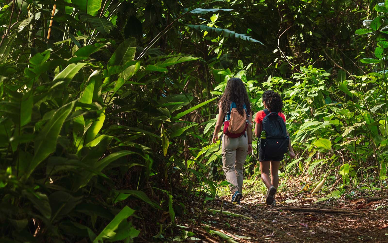 selva-caminata-costa-rica