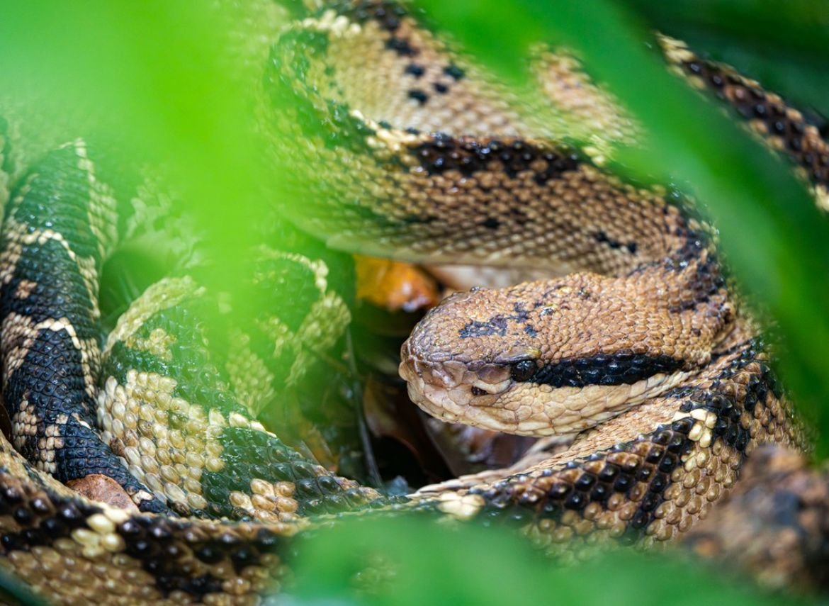 matabuey snake costa rica