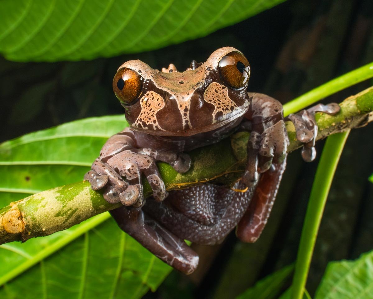 Rana coronada en centro manu