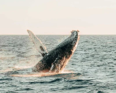 Tour de ballenas en Costa Rica