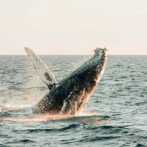 Tour de ballenas en Costa Rica
