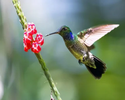 Viaje a Costa Rica colibri