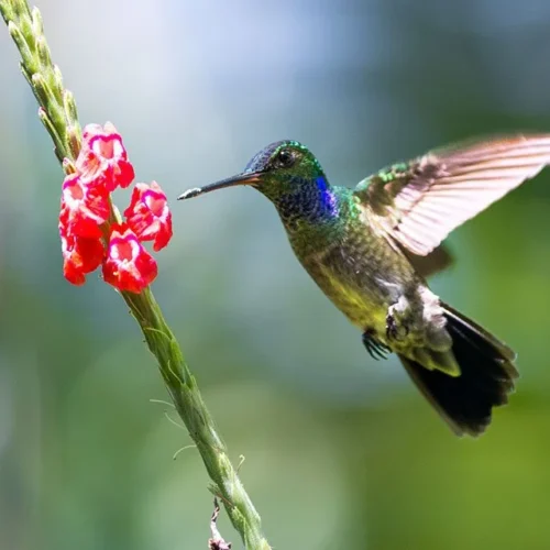 Viaje a Costa Rica colibri
