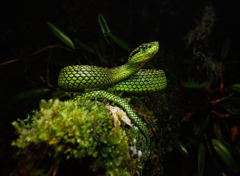 Viaje de Reptiles por Costa Rica