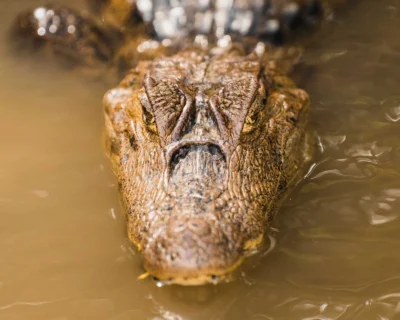 Caiman observado en Caño Negro Costa Rica Viaje