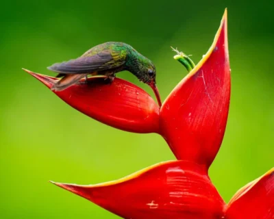 Observación de fauna en Costa Rica: Ruta por los mejores destinos