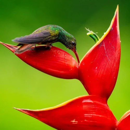 Observación de fauna en Costa Rica: Ruta por los mejores destinos