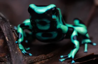 Rana venenosa en Costa Rica tour