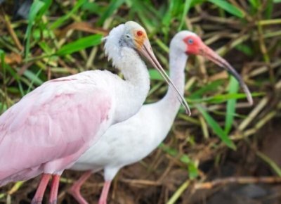 Espatula Rosada birdwatching tour