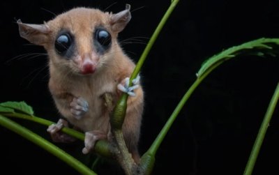 Fauna nocturna de Costa Rica