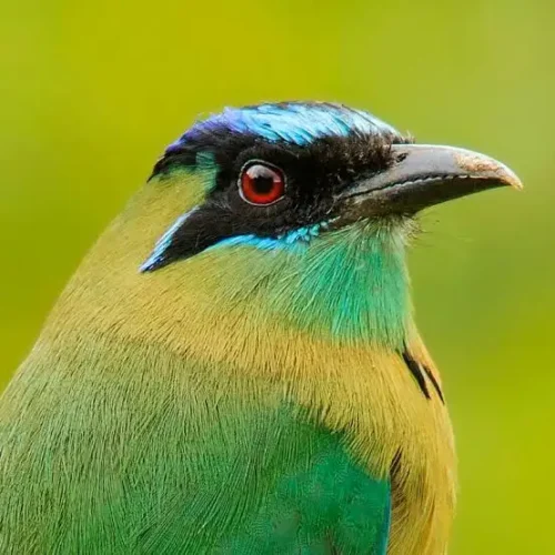 Birdwatching tour Costa Rica motmot