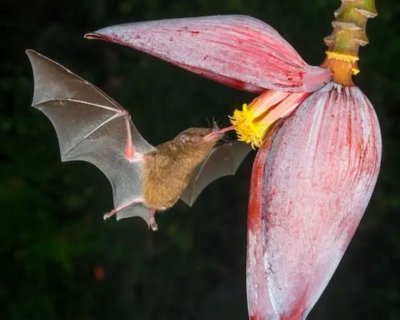 Murcielagos de Costa Rica tour