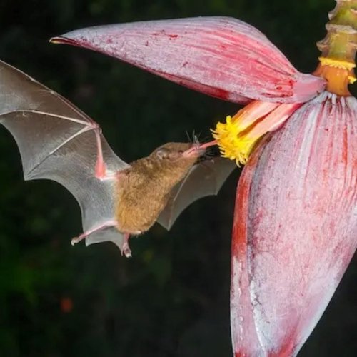 Murcielagos de Costa Rica tour