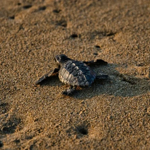 Nacimiento de tortugas viaje a Costa Rica