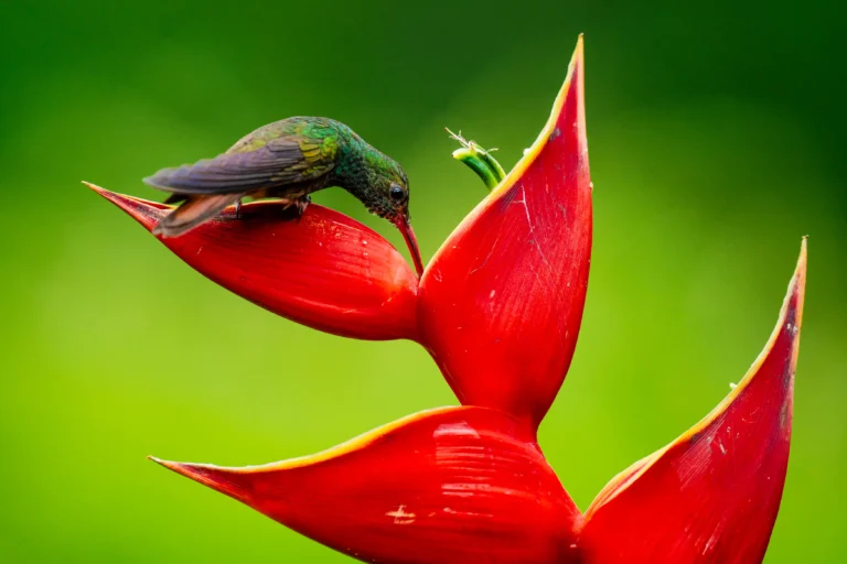 Fauna de Costa Rica