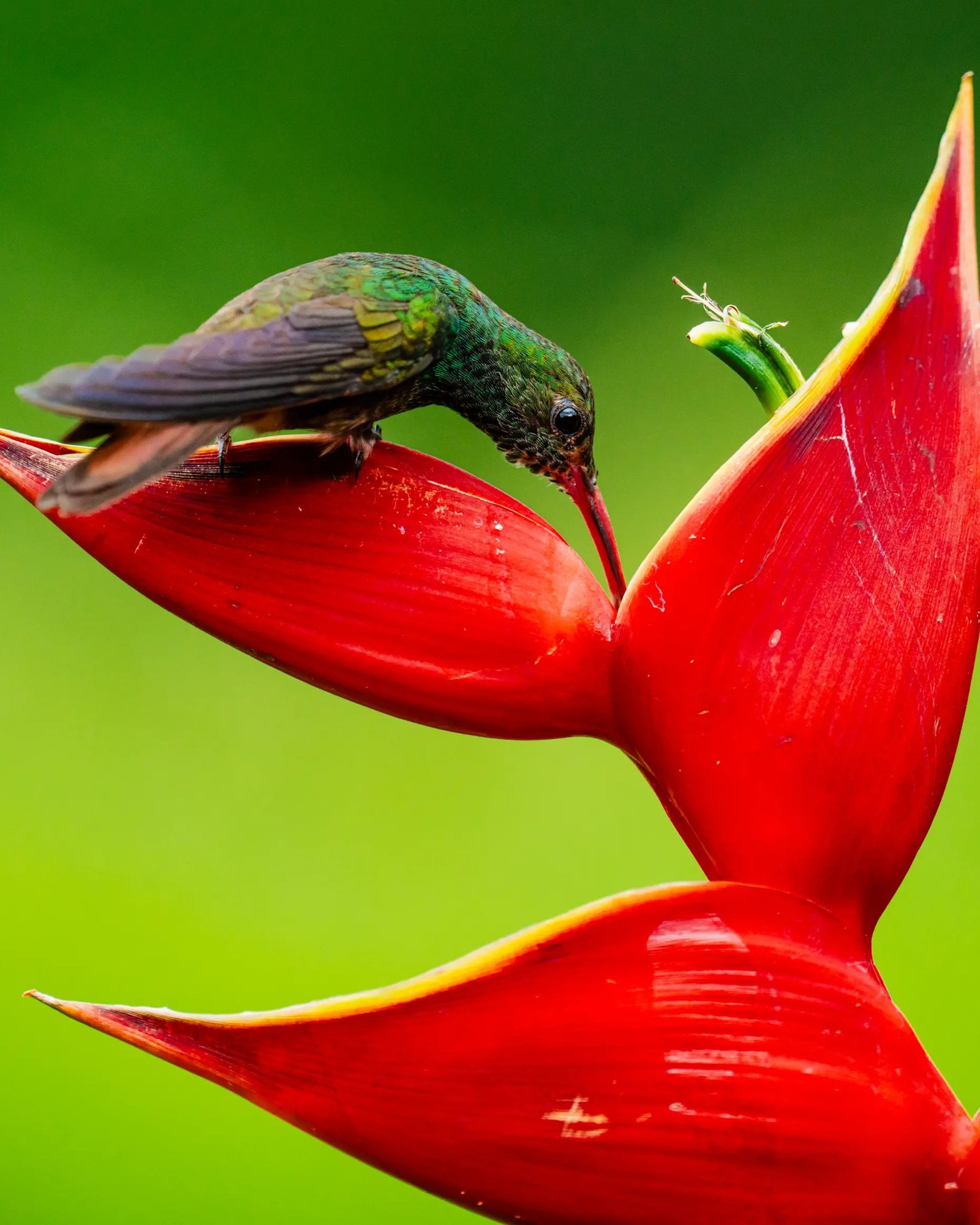 Observación de fauna en Costa Rica: Ruta por los mejores destinos
