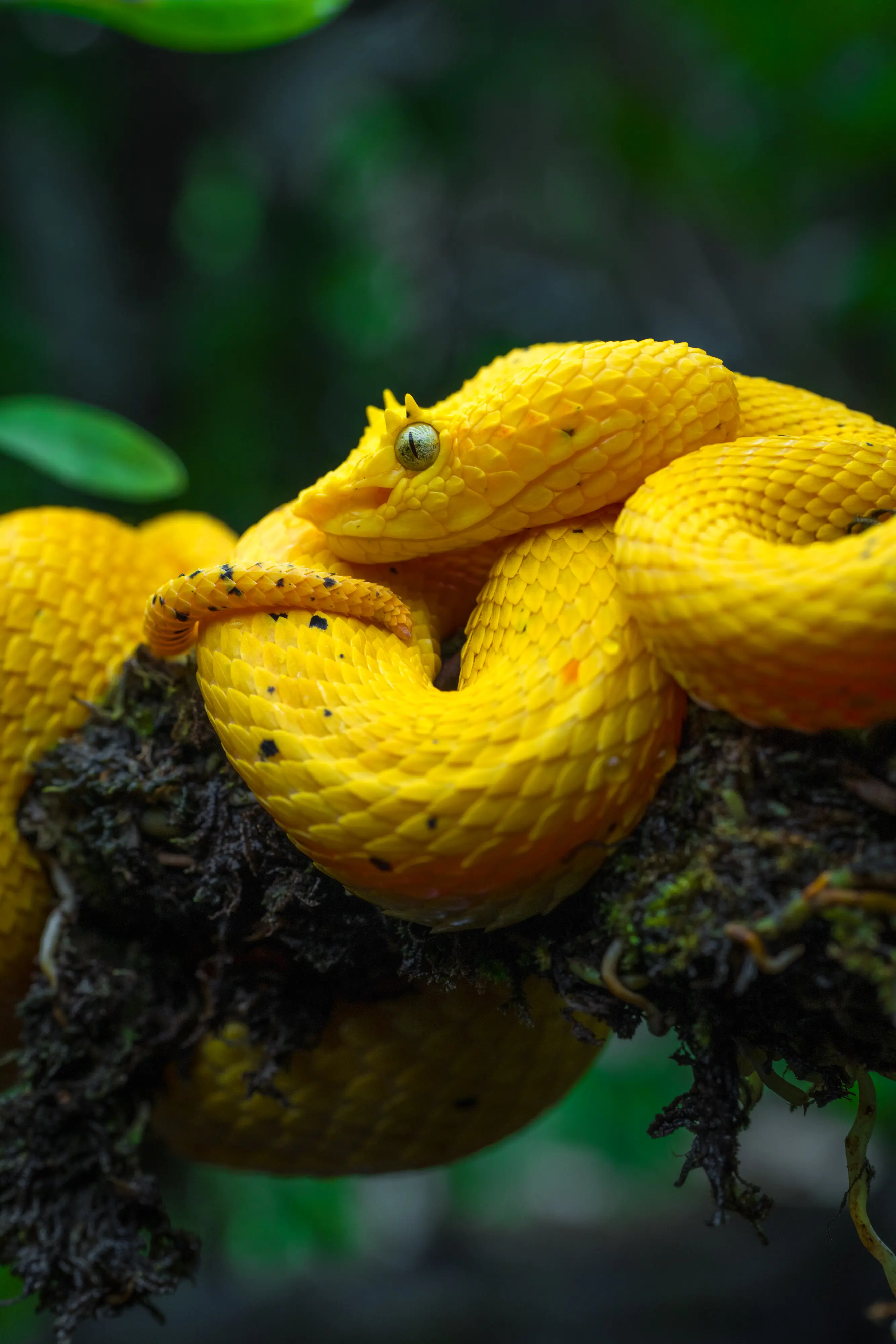 Viaje de Reptiles por Costa Rica