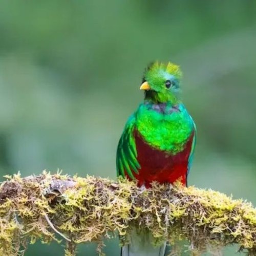 Tour de quetzal en Costa Rica