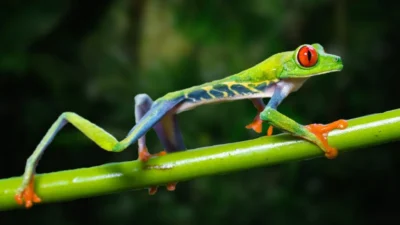 Viaje fotografico a Costa Rica rana de ojos rojos
