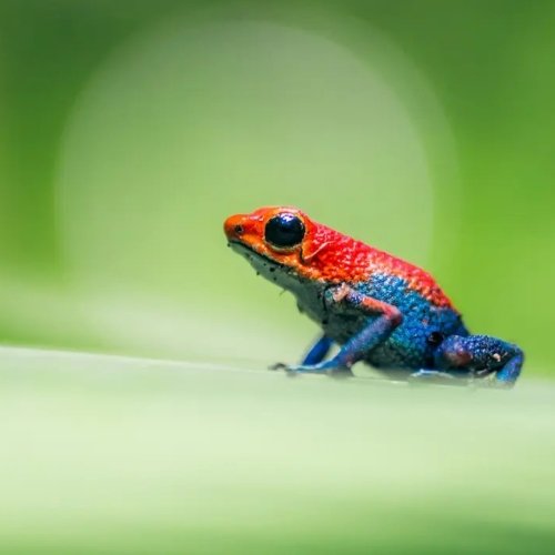 Rana venenosa tour en Costa Rica