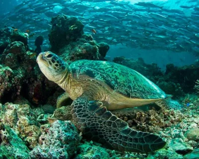 Snorkel tour Costa Rica tortuga marina
