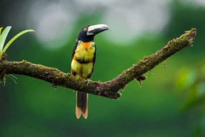 Tucanes de Costa Rica birdwatching tour
