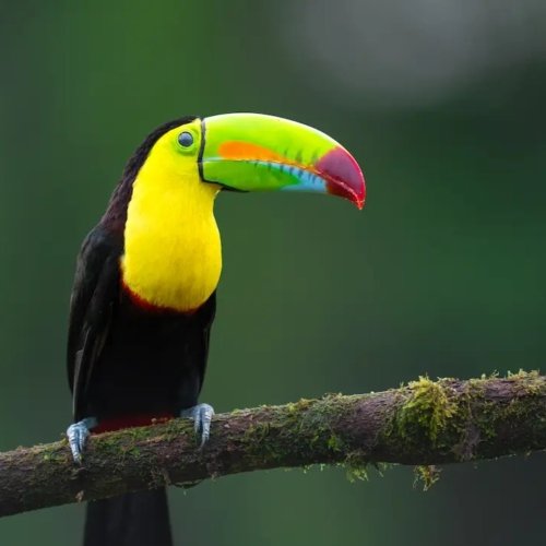 Viaje fotografico a Costa Rica tucan pico iris