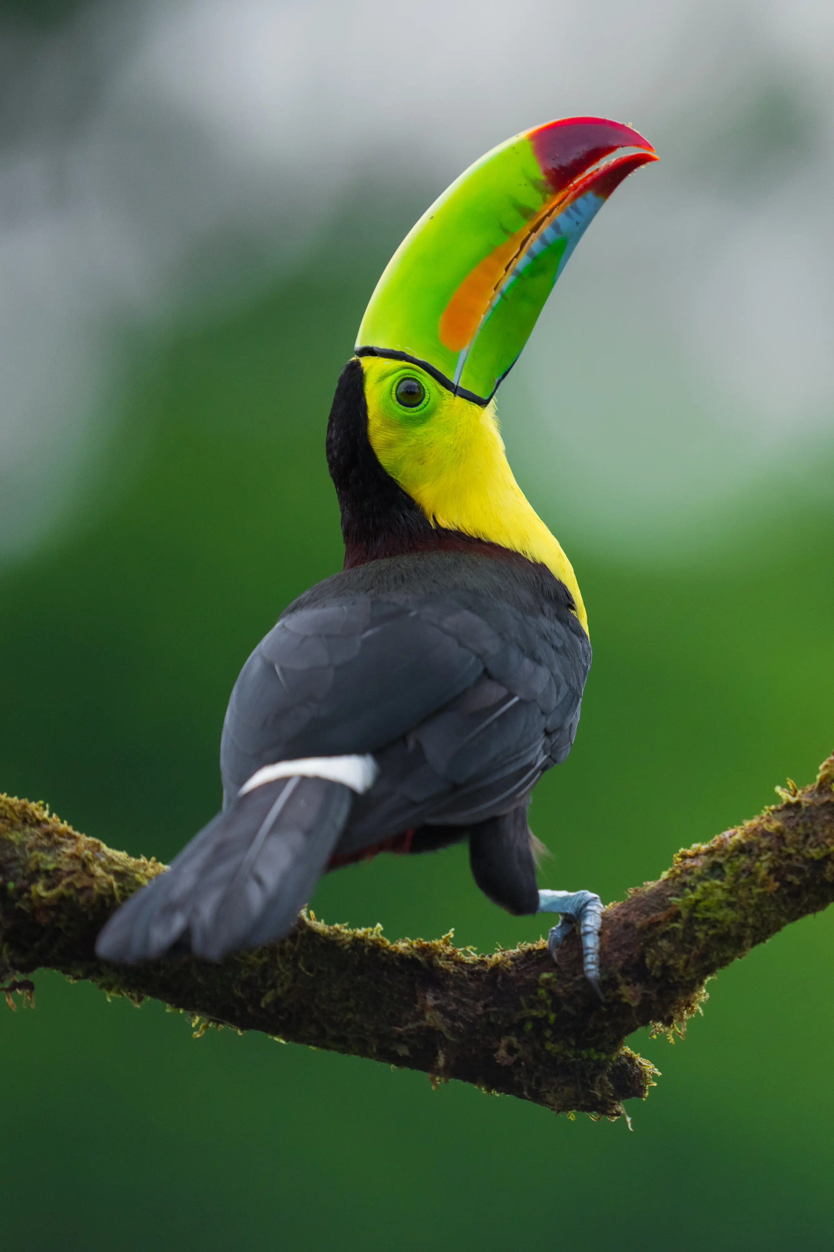 Viaje fotográfico a Costa Rica para ver animales