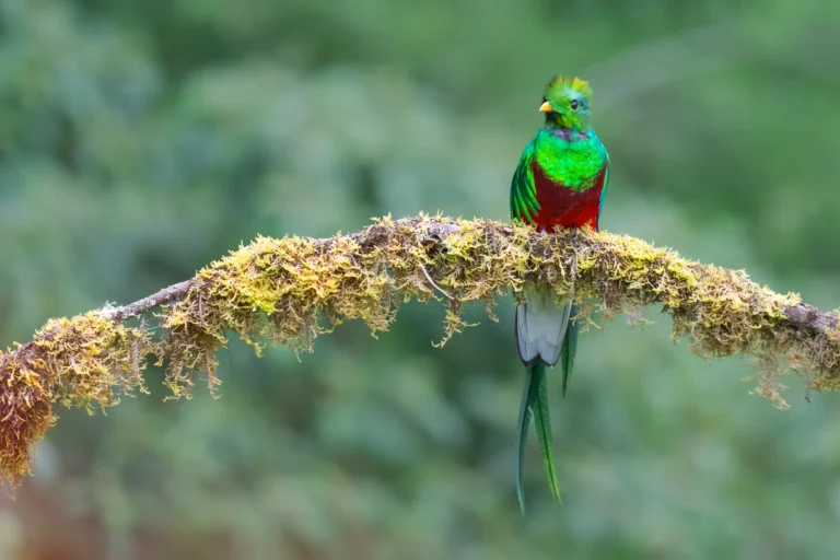 Viaje a Costa Rica: Ruta completa de naturaleza y fauna