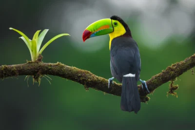 Viaje fotográfico a Costa Rica para ver animales