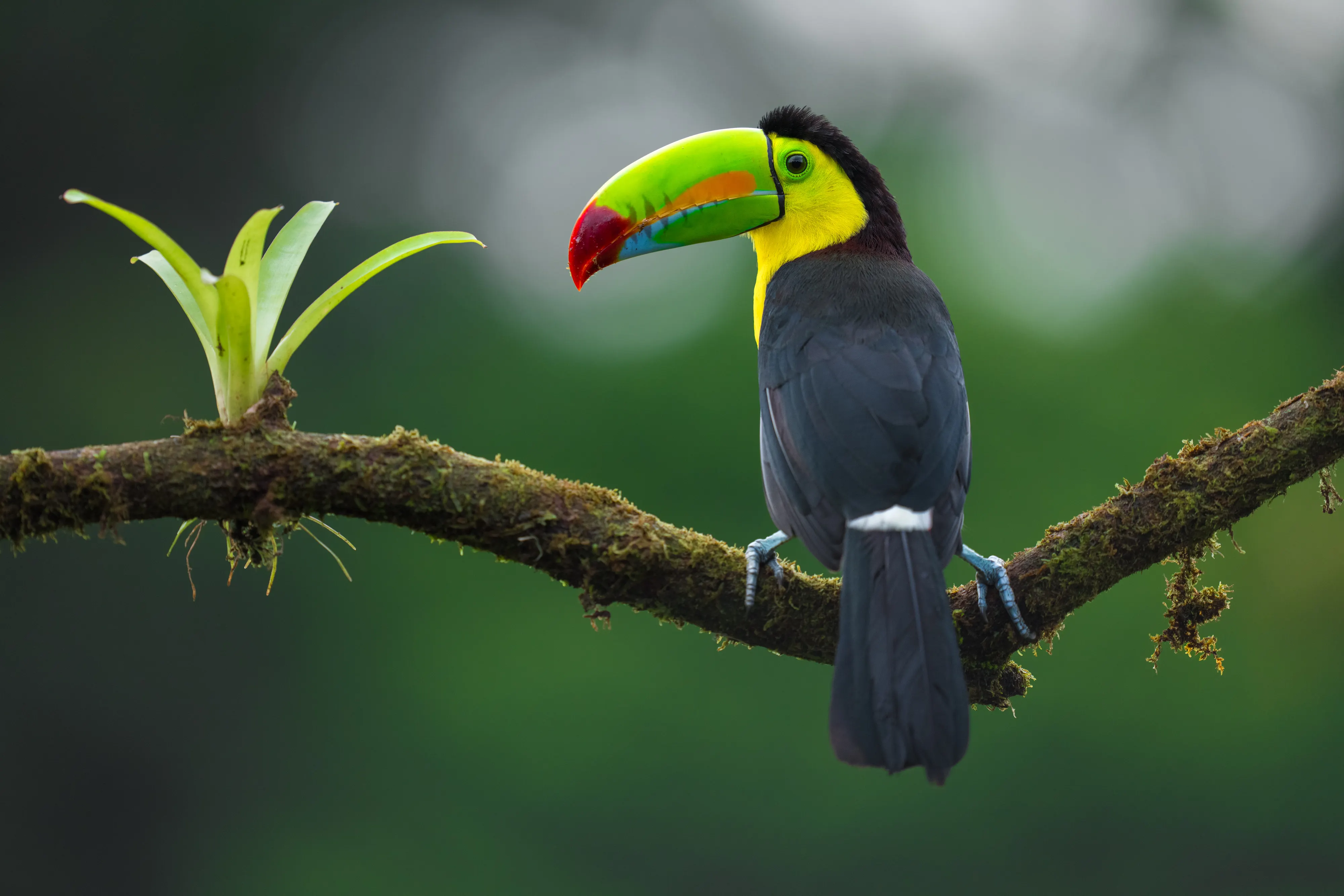 Viaje fotográfico a Costa Rica para ver animales