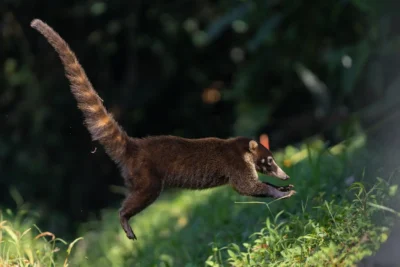 Viaje fotografico Costa Rica coati