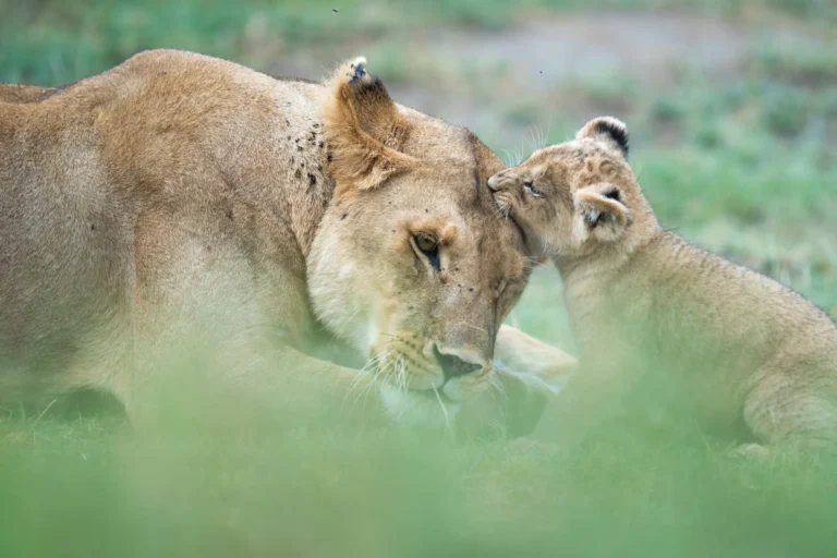 Safari en Tanzania con Kike Arnaiz