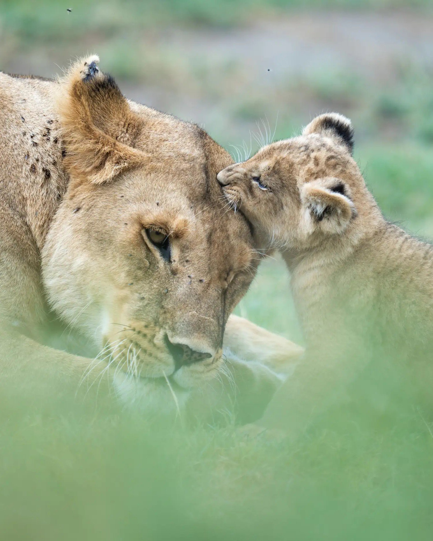 Safari en Tanzania con Kike Arnaiz