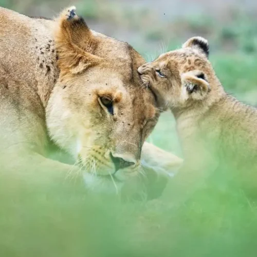 Safari en Tanzania con Kike Arnaiz
