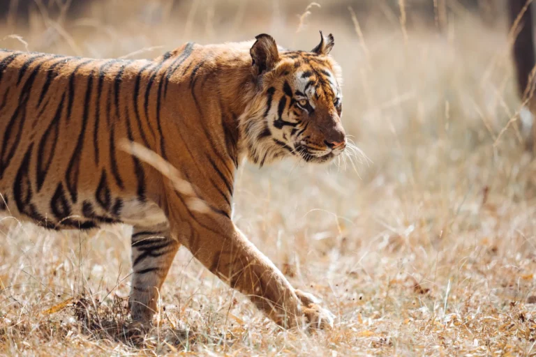 Safari de Tigres en India