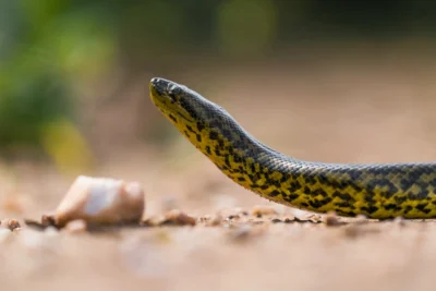 Anaconda vija al Pantanal de Brasil