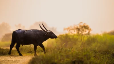 Atardecer y fauna de India