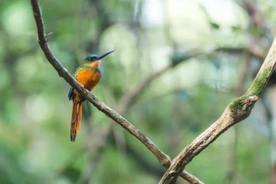 Birdwatching Colombia