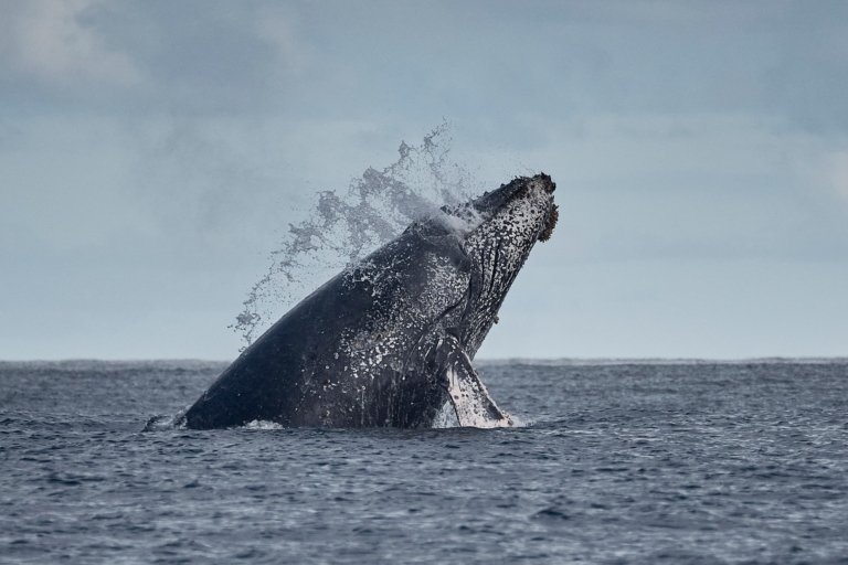 Viaje al Pacífico Colombiano: Ballenas y Selva