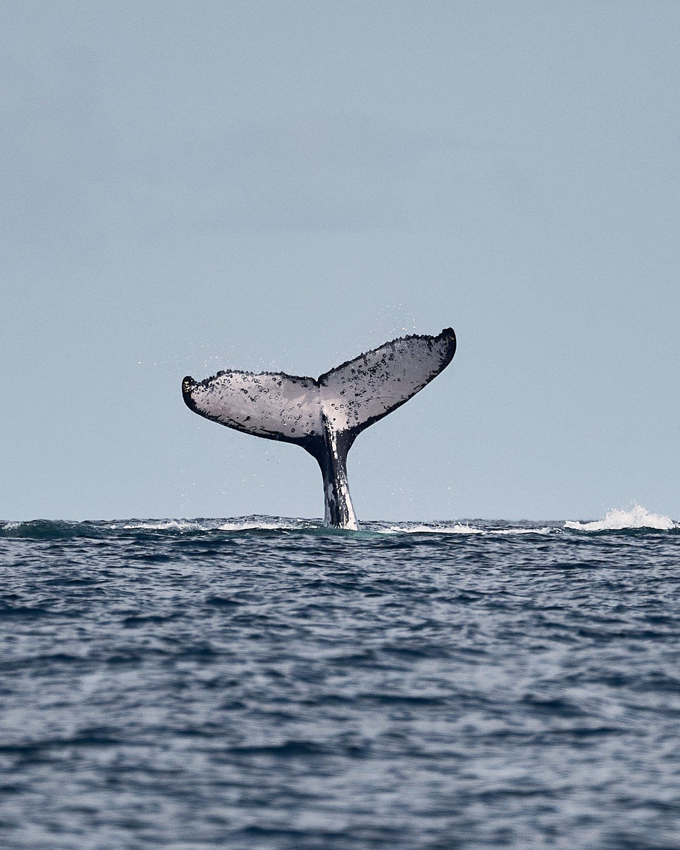 Viaje al Pacífico Colombiano: Ballenas y Selva