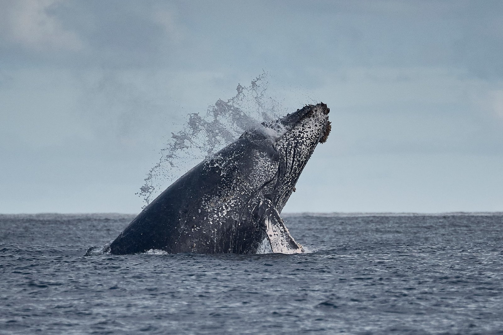 Viaje al Pacífico Colombiano: Ballenas y Selva