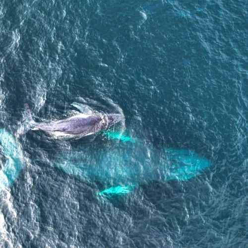 Viaje al Pacífico Colombiano: Ballenas y Selva