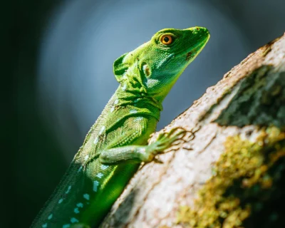 Basilisco en Costa Rica, viaje fotografico
