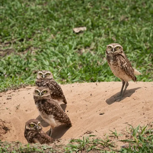 Birdwatching Llanos colombianos