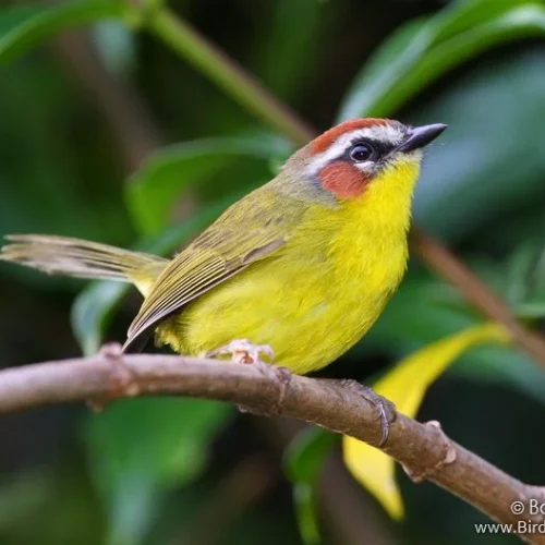 Birdwatching tour Costa Rica