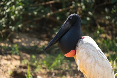 birdwatching tour en el Pantanal, Brasil